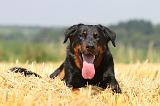 BEAUCERON 476